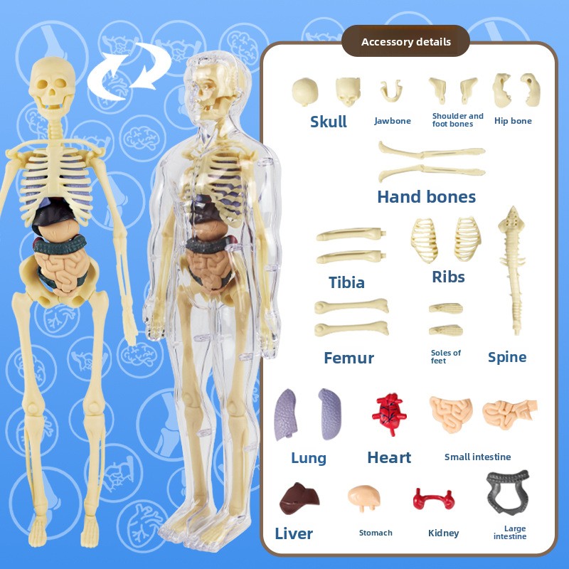 Human figure model children's toy