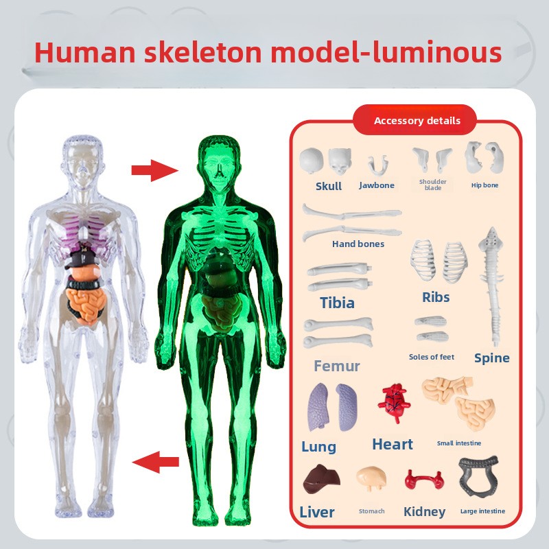 Human figure model children's toy