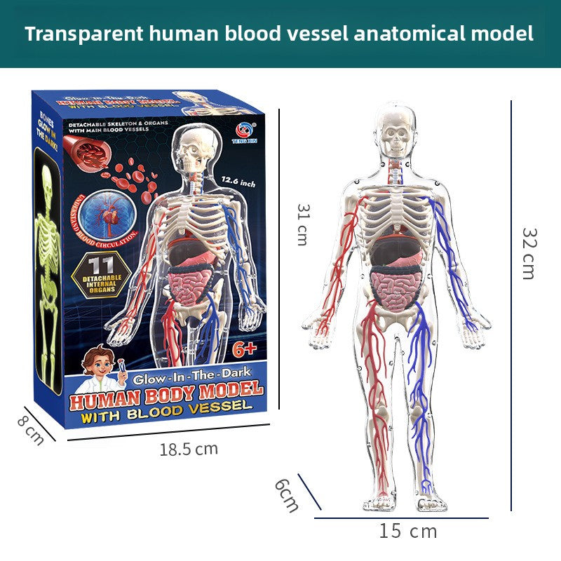 Human figure model children's toy
