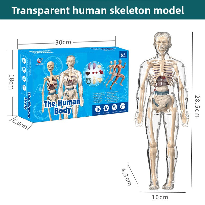 Human figure model children's toy