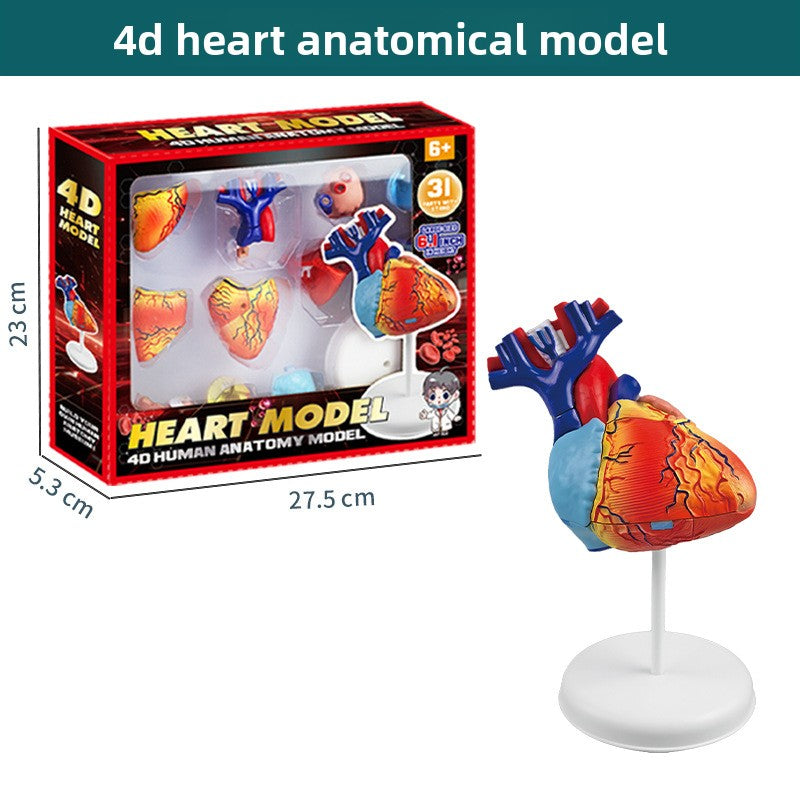 Human figure model children's toy