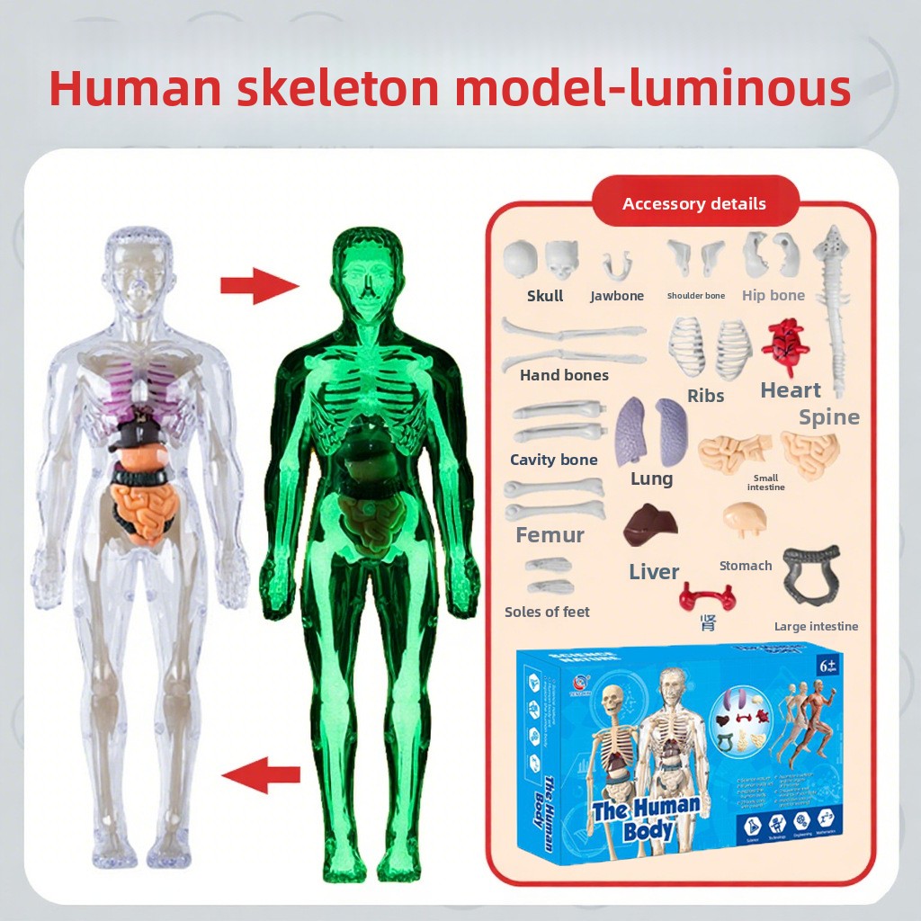 Human figure model children's toy