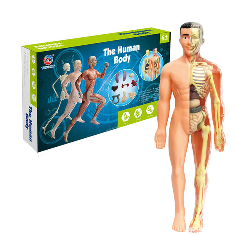 Human figure model children's toy