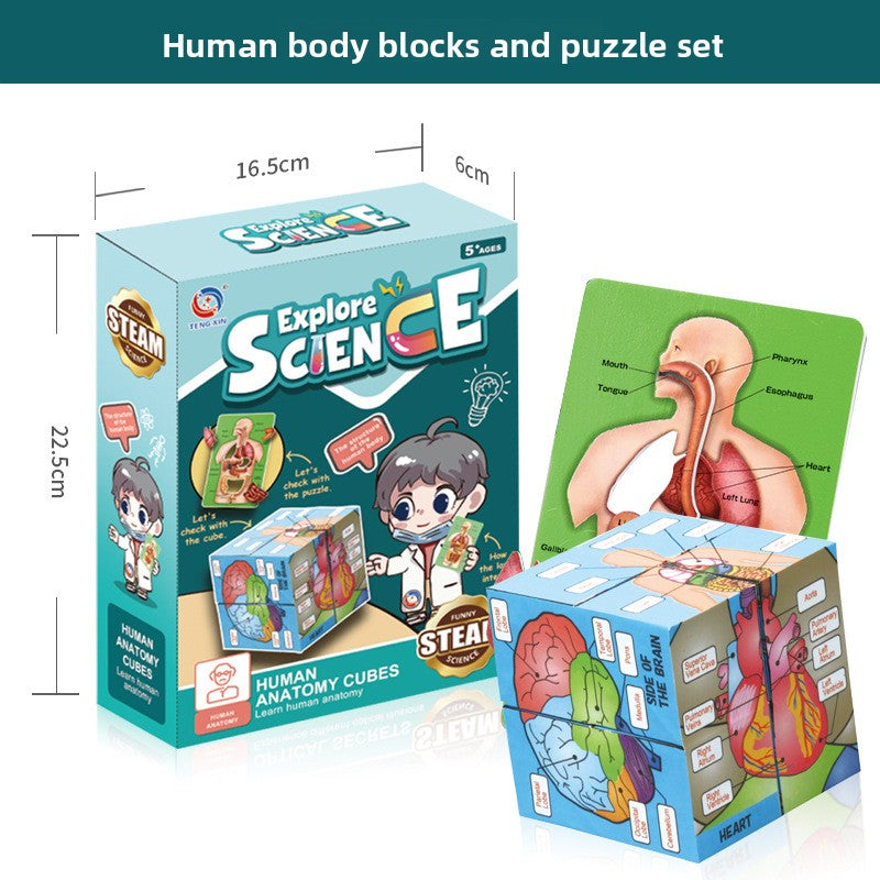Human figure model children's toy