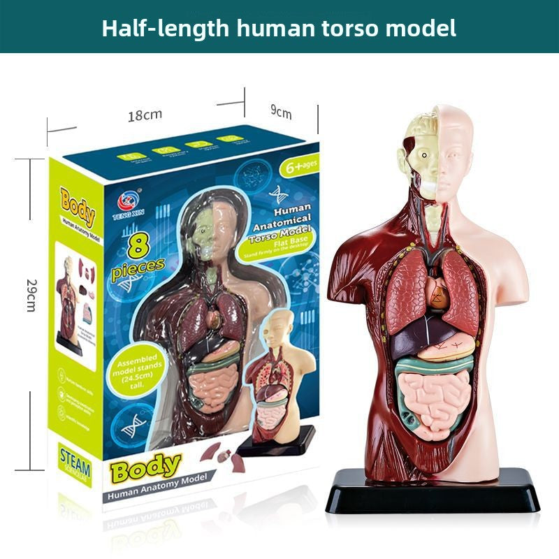 Human figure model children's toy