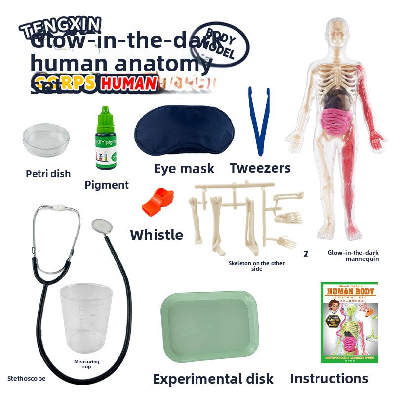 Human figure model children's toy