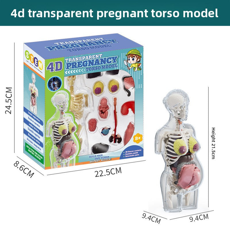 Human figure model children's toy