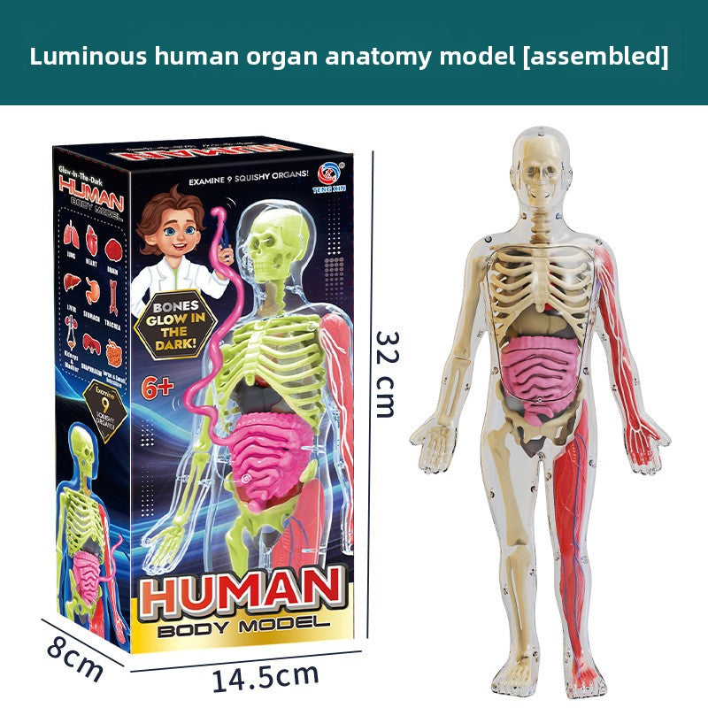 Human figure model children's toy