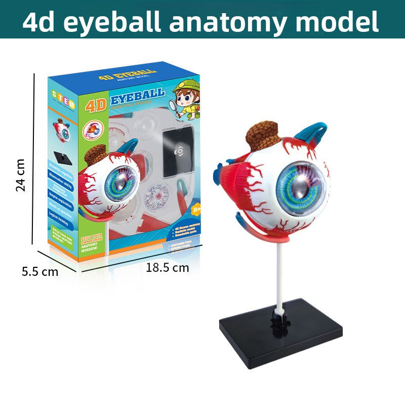 Human figure model children's toy