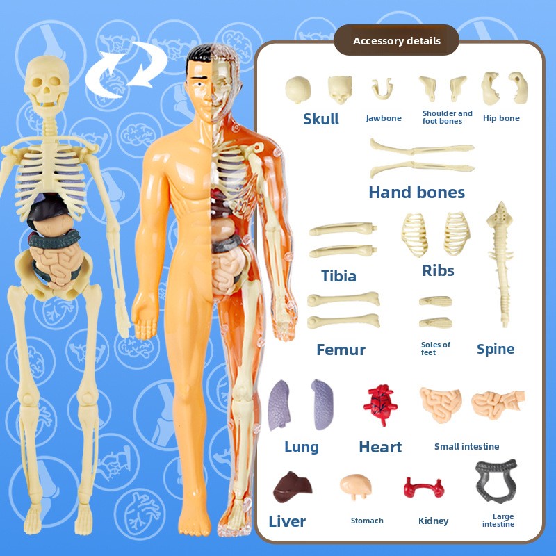 Human figure model children's toy