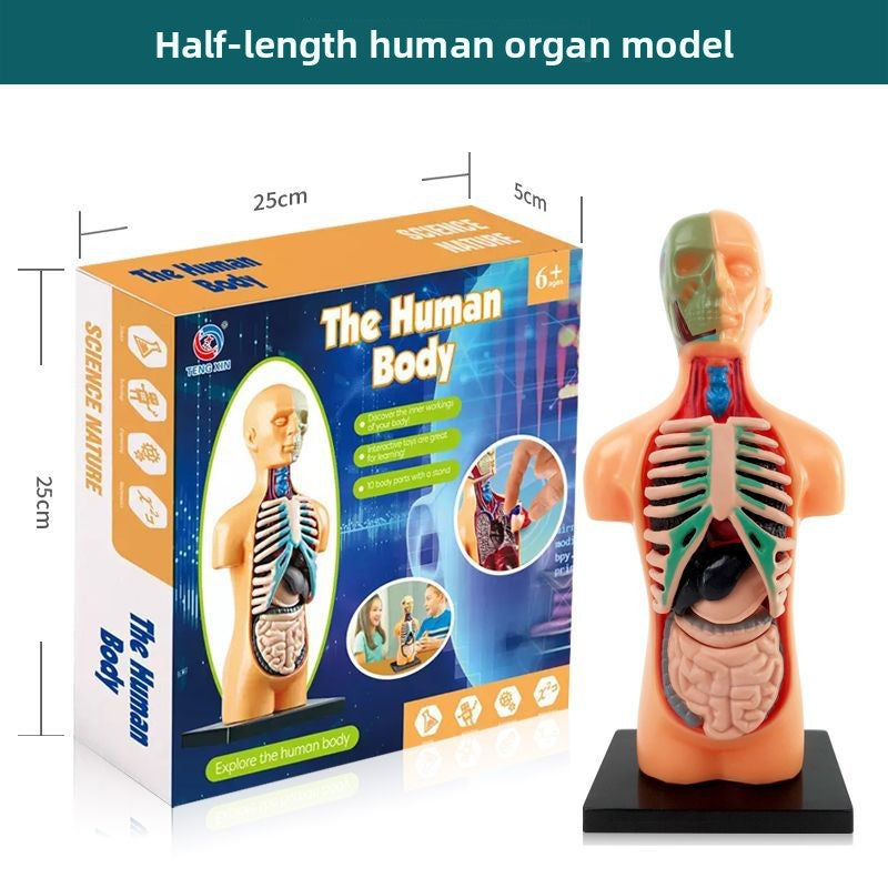 Human figure model children's toy