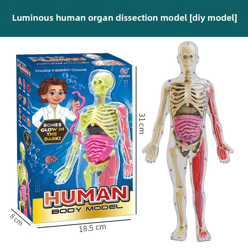 Human figure model children's toy