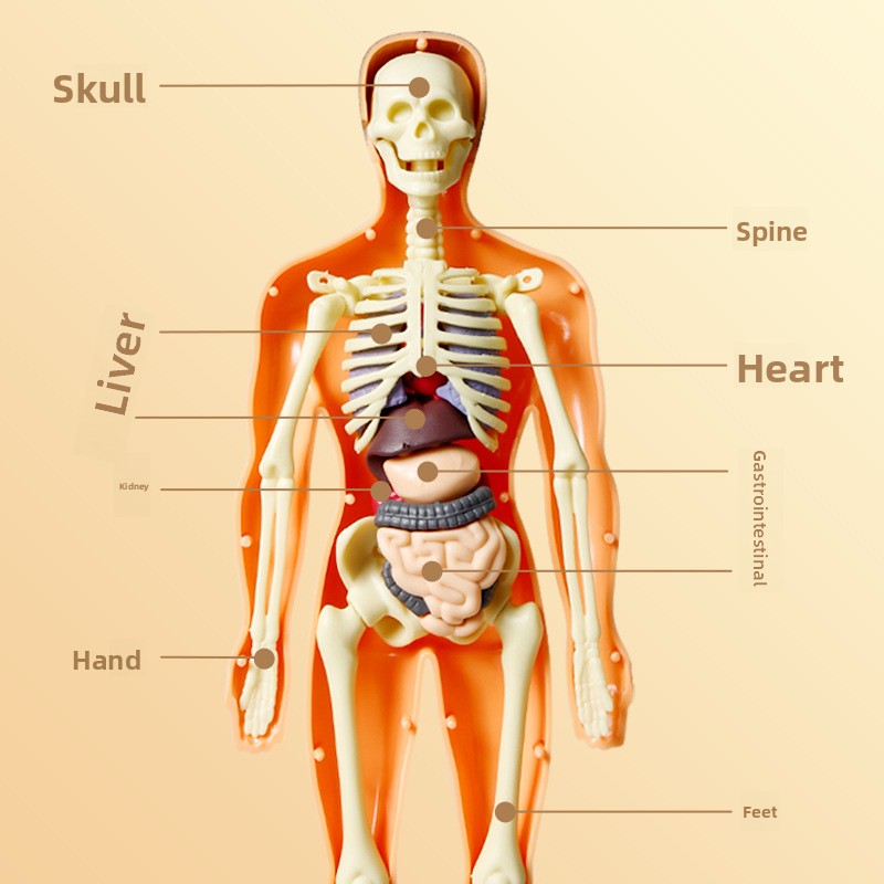 Human figure model children's toy