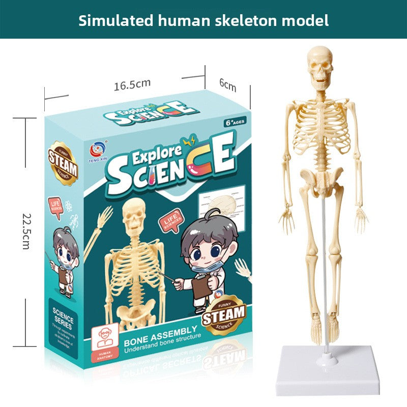 Human figure model children's toy