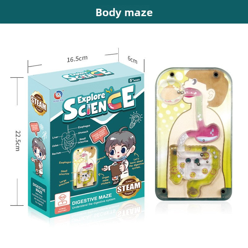 Human figure model children's toy