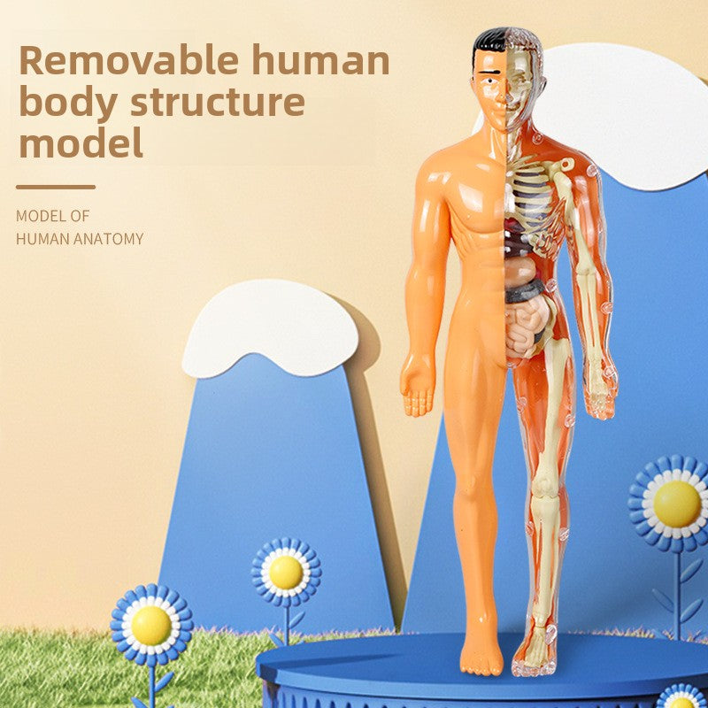 Human figure model children's toy