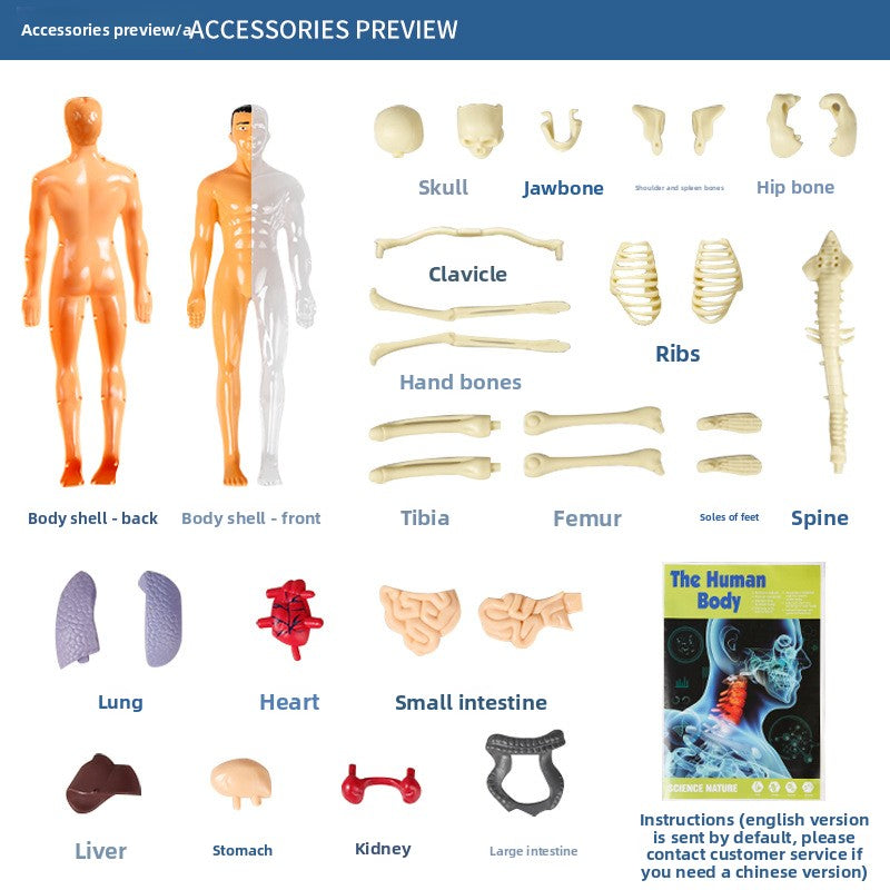 Human figure model children's toy