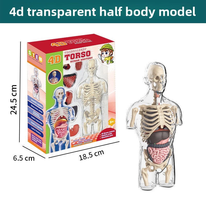 Human figure model children's toy