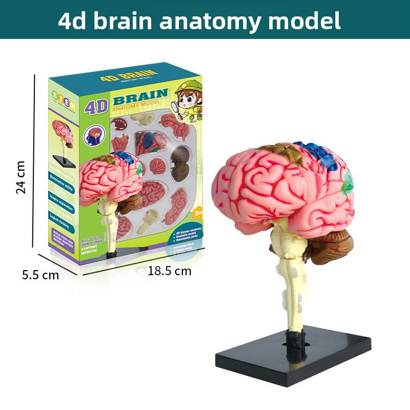 Human figure model children's toy