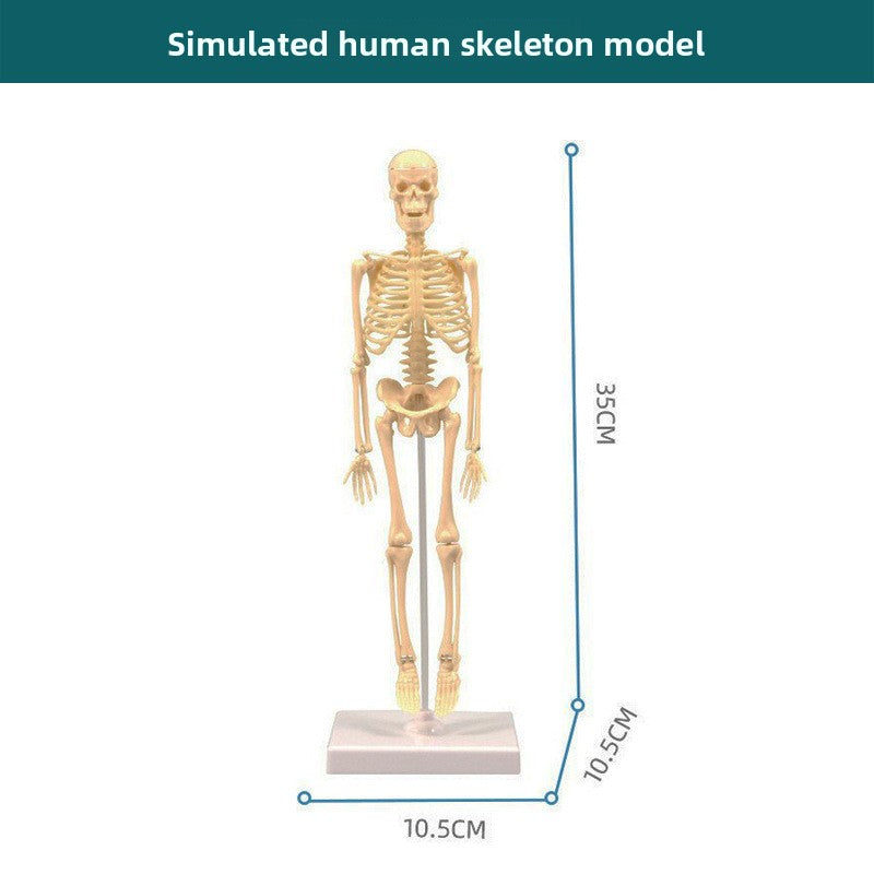 Human figure model children's toy