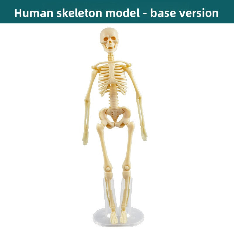 Human figure model children's toy