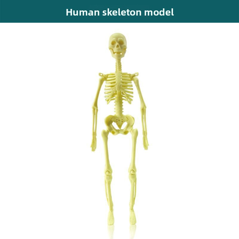 Human figure model children's toy