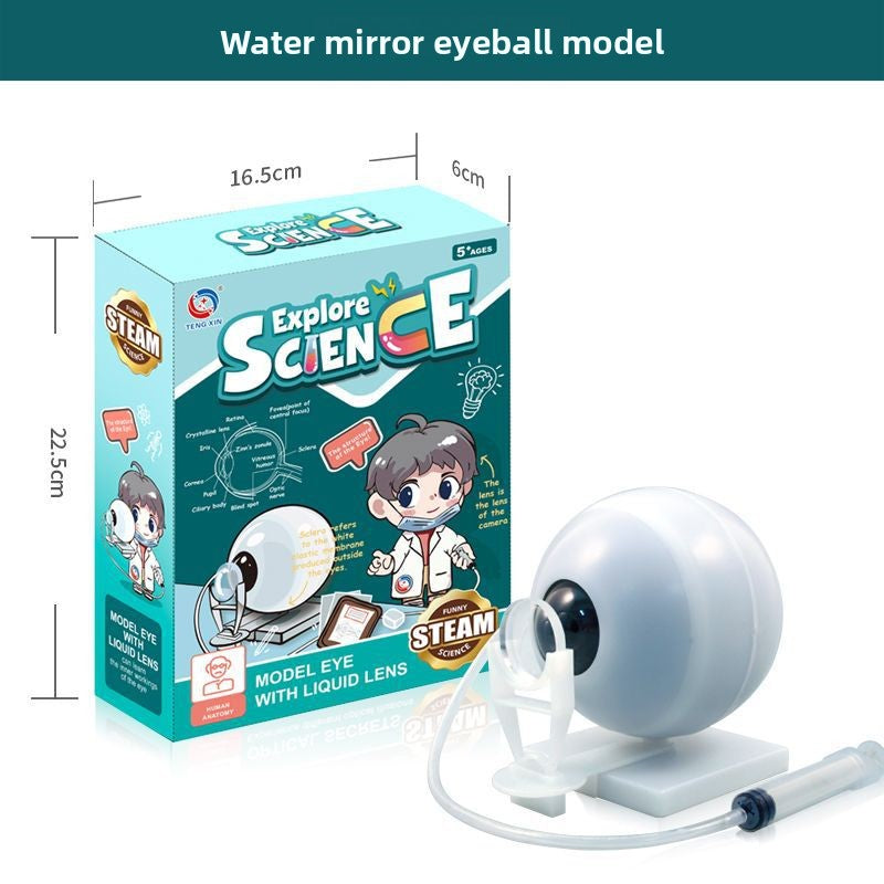 Human figure model children's toy